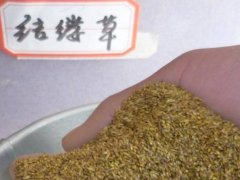結縷草種子