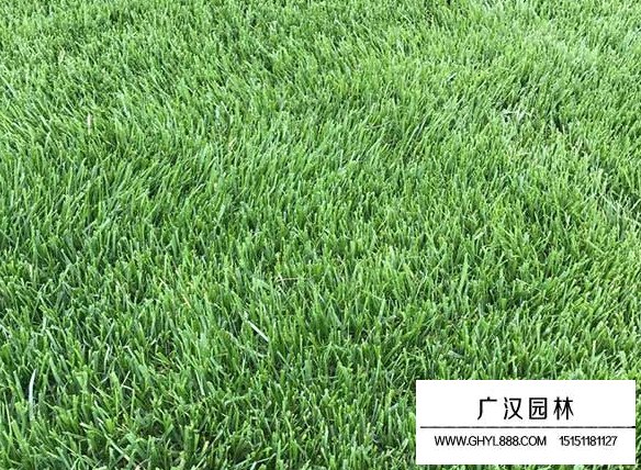 每平方四季青草坪的價格(圖1)