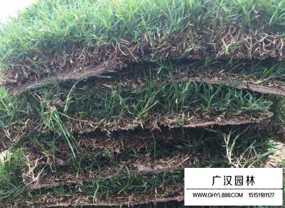每平方四季青草坪的價格(圖2)