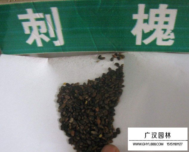 刺槐種子(圖1)