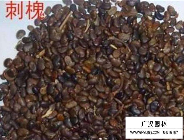 刺槐種子(圖2)