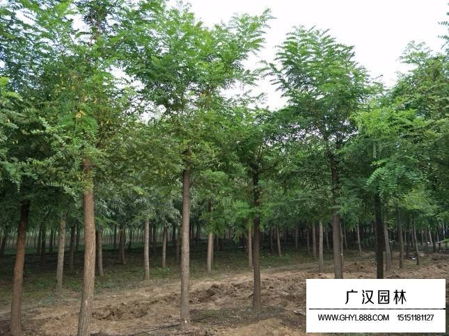刺槐種子(圖3)