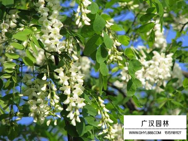 刺槐種子(圖4)