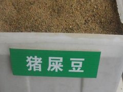 豬屎豆種子