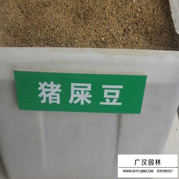 豬屎豆種子(圖1)