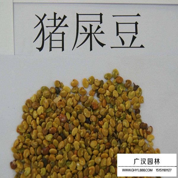 豬屎豆種子(圖2)