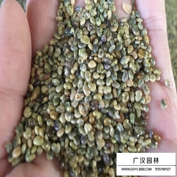 豬屎豆種子(圖3)