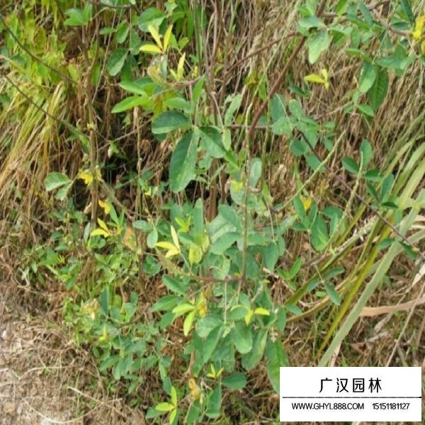 豬屎豆種子(圖4)