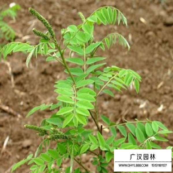 紫穗槐凈籽種子(圖3)