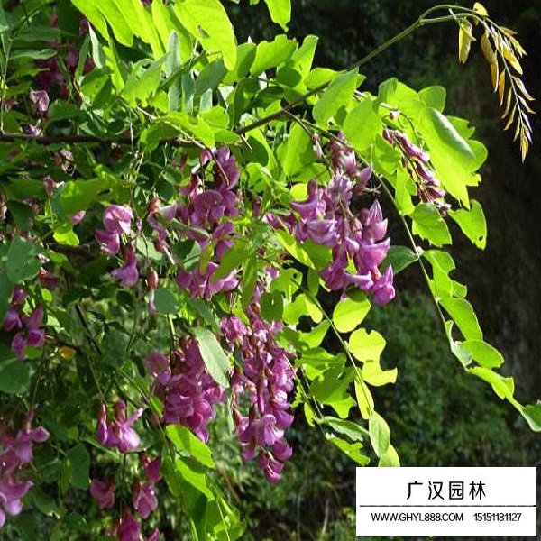 紫穗槐凈籽種子(圖4)