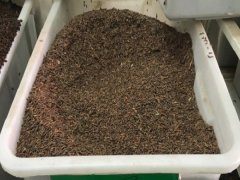 紫穗槐帶殼種子