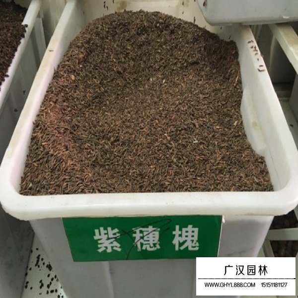 紫穗槐帶殼種子(圖1)