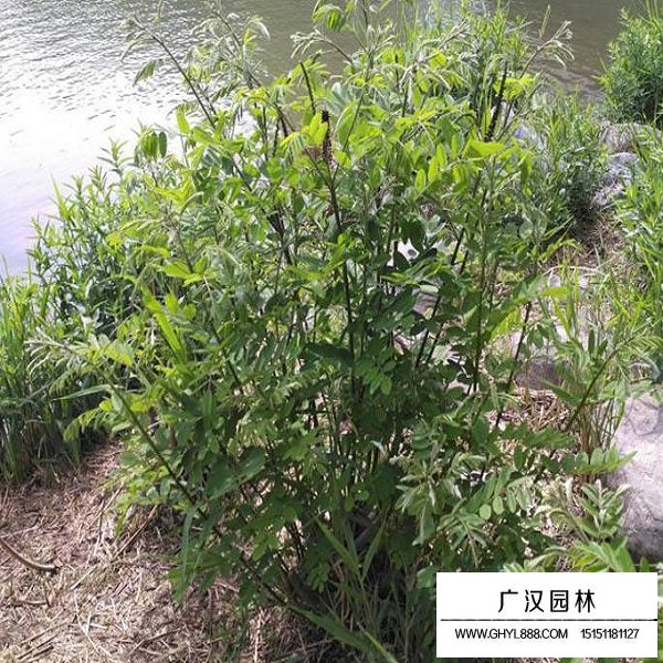 紫穗槐帶殼種子(圖4)