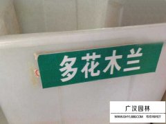 多花木蘭種子