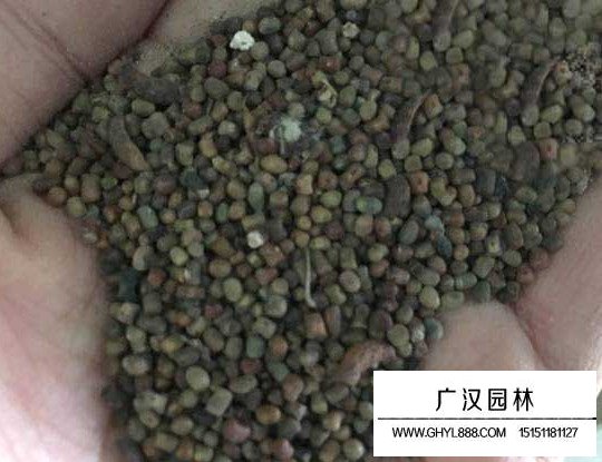 多花木蘭種子(圖2)