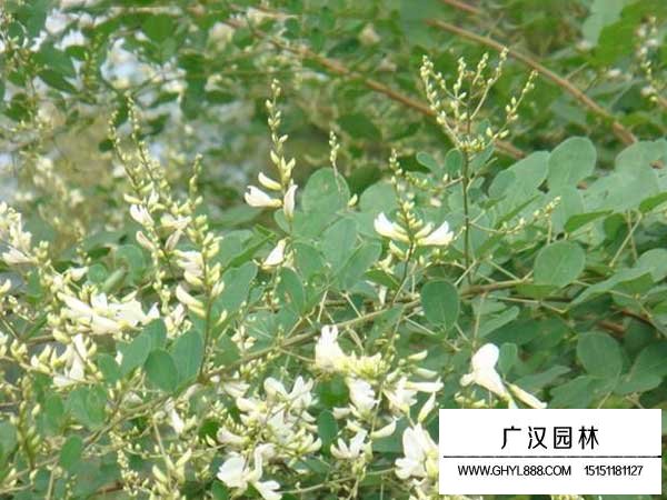 多花木蘭種子(圖3)