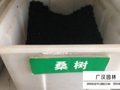 果桑種子