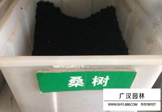 果桑種子(圖1)