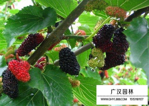 果桑種子(圖3)