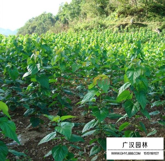 果桑種子(圖4)