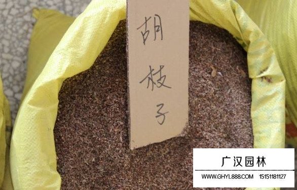 胡枝子種子(圖2)