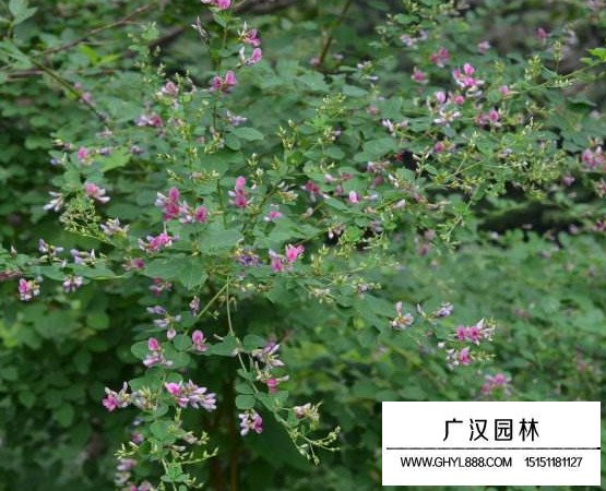 胡枝子種子(圖4)