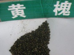 黃花槐種子
