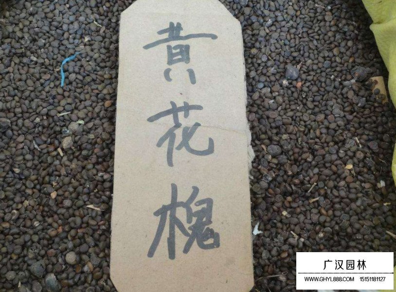 黃花槐種子(圖2)