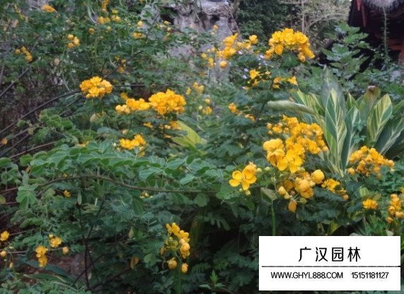 黃花槐種子(圖3)