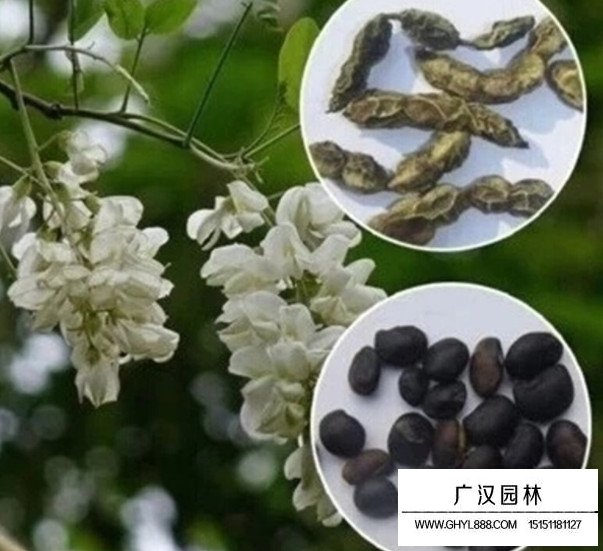 黃花槐種子(圖4)