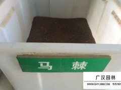 馬棘種子