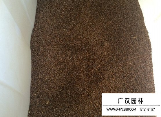 馬棘種子(圖2)