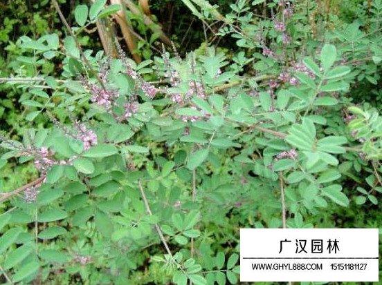 馬棘種子(圖3)