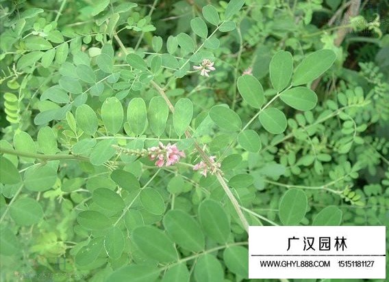 馬棘種子(圖4)