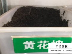 好黃花槐種子