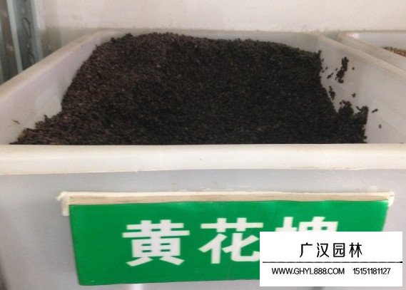 好黃花槐種子(圖1)