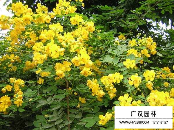 好黃花槐種子(圖3)