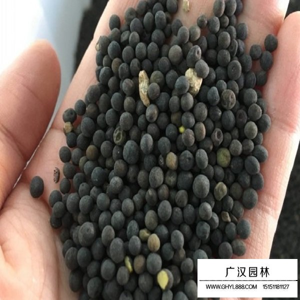 毛苕子種子(圖1)