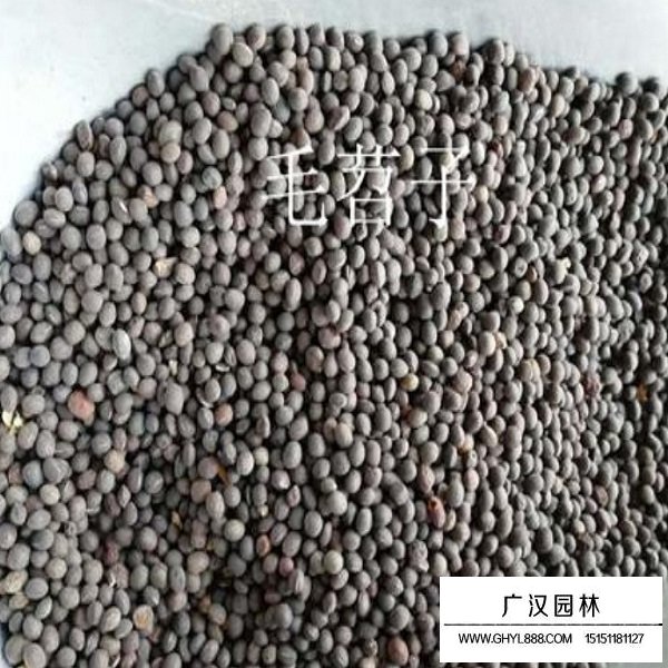 毛苕子種子(圖2)