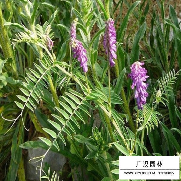 毛苕子種子(圖3)