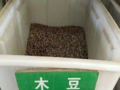 木豆種子