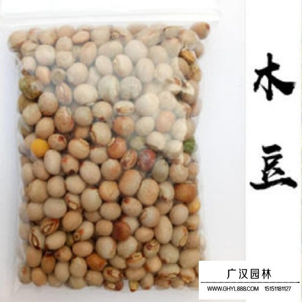木豆種子(圖2)