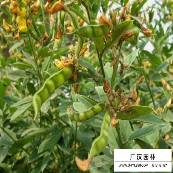木豆種子(圖3)