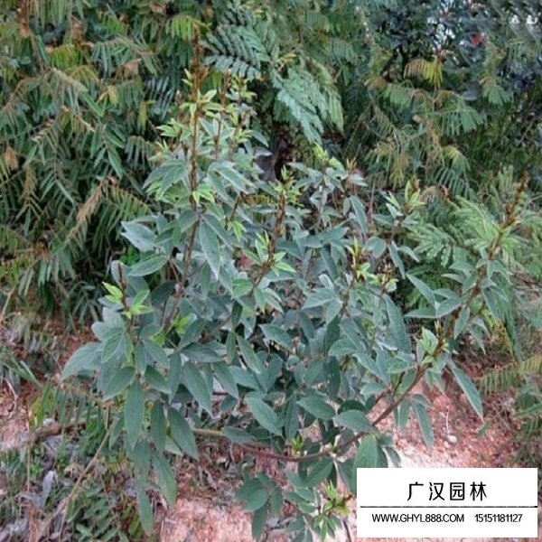 木豆種子(圖4)