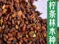 檸條種子