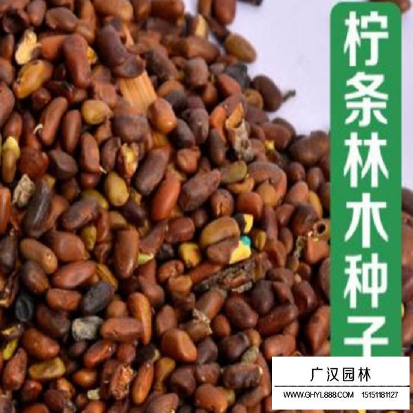 檸條種子(圖1)