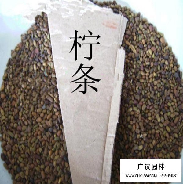 檸條種子(圖2)