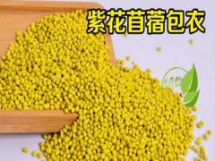 包衣紫花苜蓿種子
