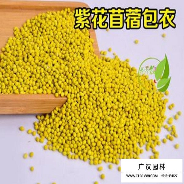 包衣紫花苜蓿種子(圖1)