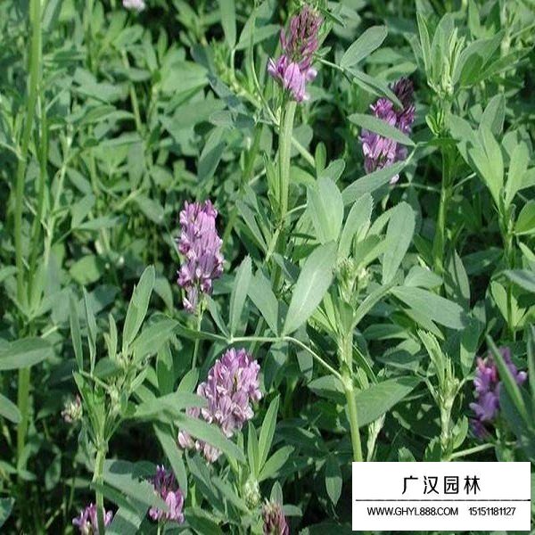 包衣紫花苜蓿種子(圖4)